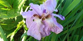 Iris sibirica 'Imperial Opal'